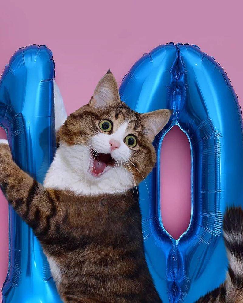 Instagram.com/rexiecat